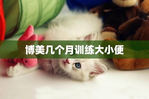 博美幾個月訓練大小便