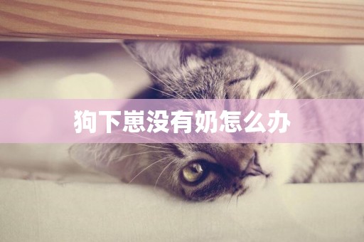 狗下崽沒有奶怎么辦