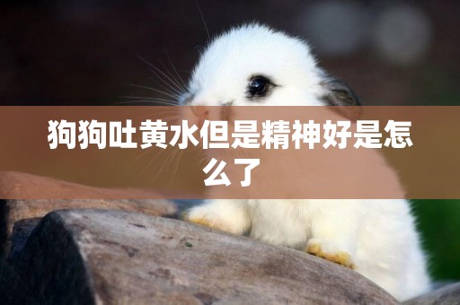 狗狗吐黃水但是精神好是怎么了
