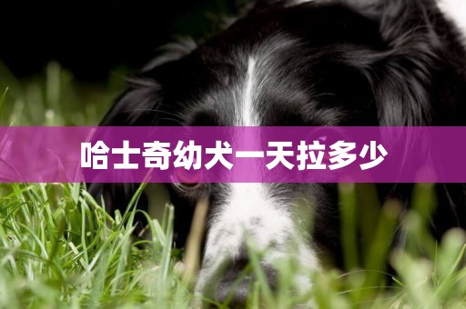 哈士奇幼犬一天拉多少