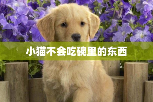 小貓不會吃碗里的東西