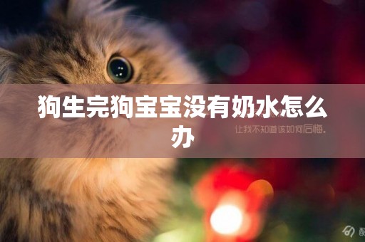 狗生完狗寶寶沒有奶水怎么辦