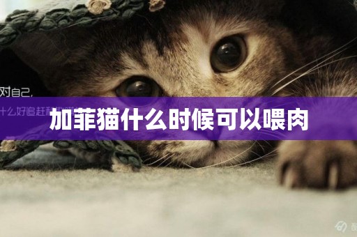 加菲貓什么時候可以喂肉