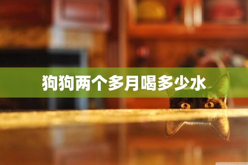 狗狗兩個多月喝多少水