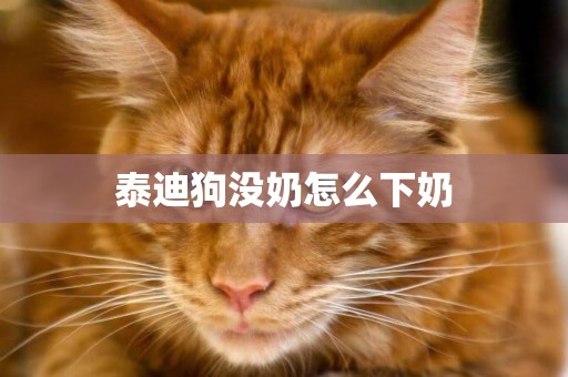 泰迪狗沒奶怎么下奶