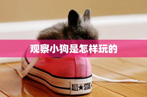 觀察小狗是怎樣玩的