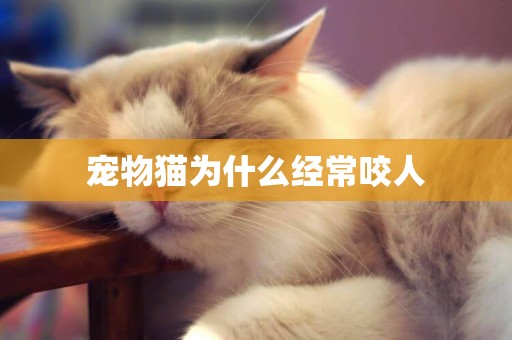 寵物貓為什么經常咬人