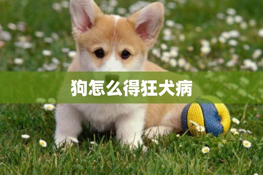 狗怎么得狂犬病