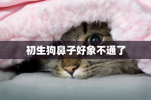 初生狗鼻子好象不通了