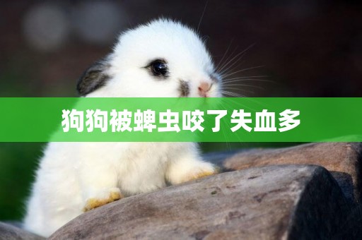 狗狗被蜱蟲咬了失血多