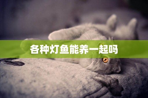 各種燈魚能養一起嗎