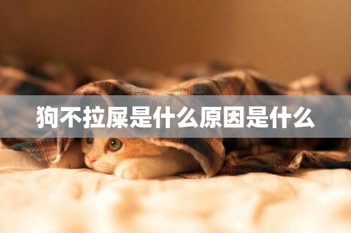 狗不拉屎是什么原因是什么