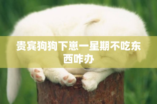 貴賓狗狗下崽一星期不吃東西咋辦