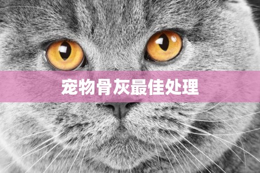 寵物骨灰最佳處理