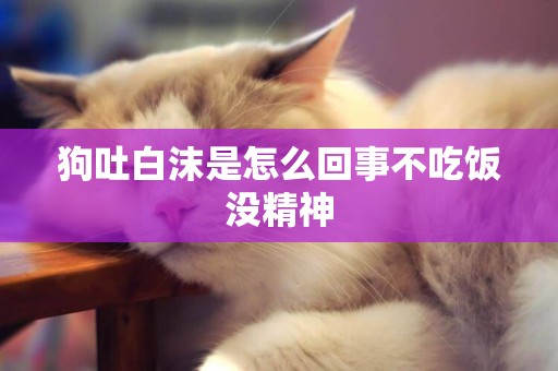 狗吐白沫是怎么回事不吃飯沒精神