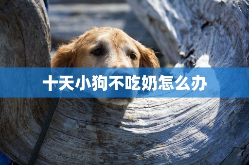 十天小狗不吃奶怎么辦