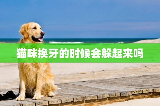 貓咪換牙的時候會躲起來嗎