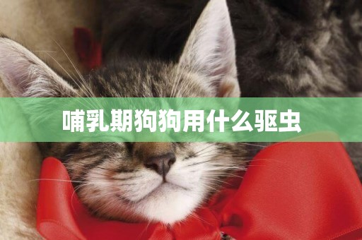 哺乳期狗狗用什么驅蟲