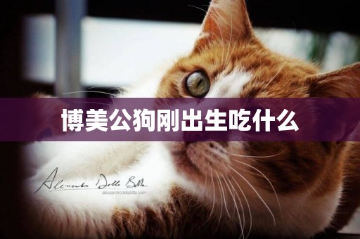 博美公狗剛出生吃什么