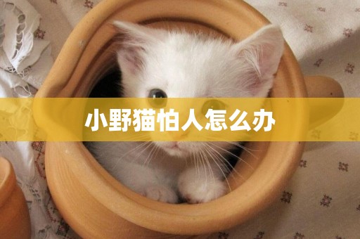 小野貓怕人怎么辦