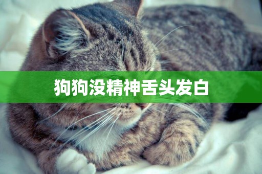 狗狗沒精神舌頭發白