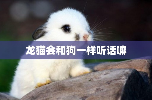 龍貓會和狗一樣聽話嘛