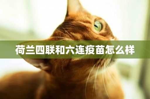 荷蘭四聯和六連疫苗怎么樣