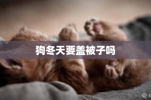 狗冬天要蓋被子嗎