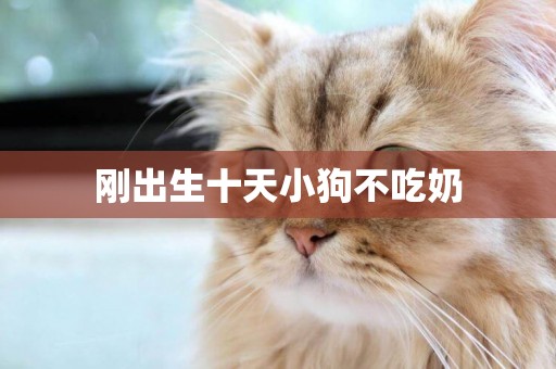 剛出生十天小狗不吃奶