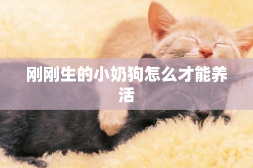 剛剛生的小奶狗怎么才能養活