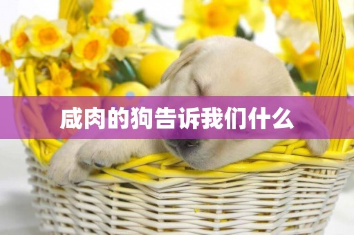 咸肉的狗告訴我們什么