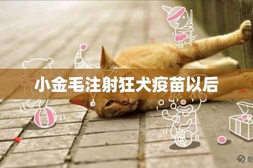 小金毛注射狂犬疫苗以后
