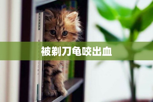 被剃刀龜咬出血