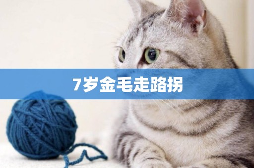 7歲金毛走路拐