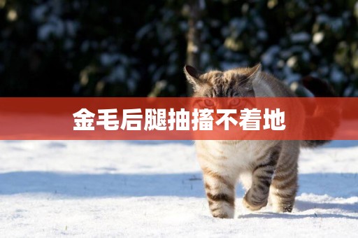 金毛后腿抽搐不著地