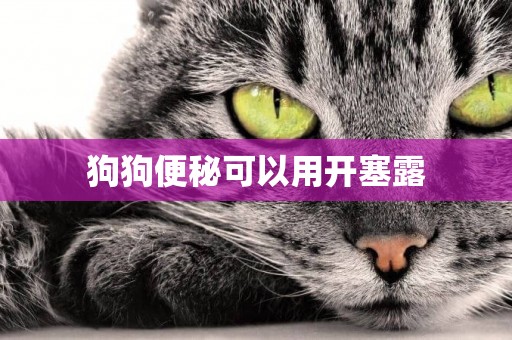 狗狗便秘可以用開塞露