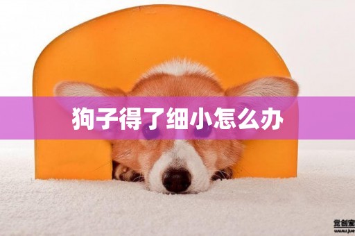 狗子得了細小怎么辦