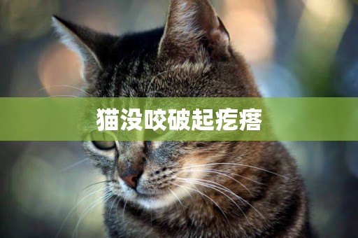 貓沒咬破起疙瘩