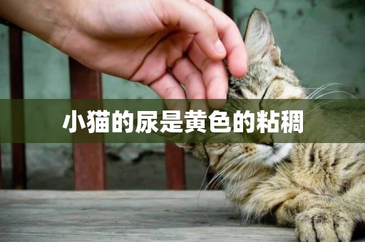 小貓的尿是黃色的粘稠