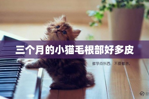 三個月的小貓毛根部好多皮