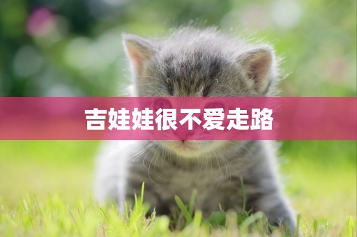 吉娃娃很不愛走路