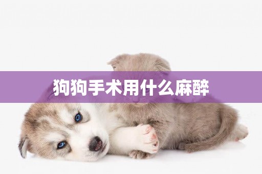 狗狗手術用什么麻醉