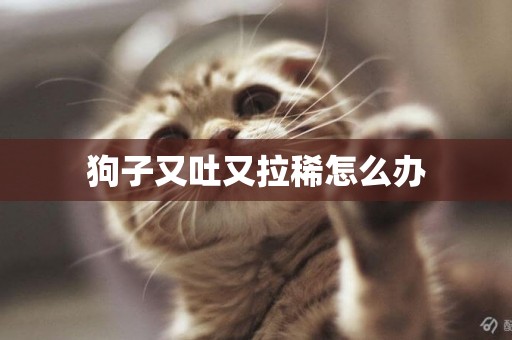 狗子又吐又拉稀怎么辦