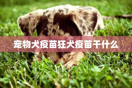 寵物犬疫苗狂犬疫苗干什么