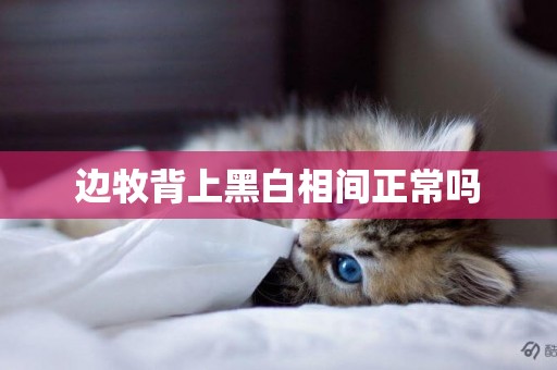 邊牧背上黑白相間正常嗎
