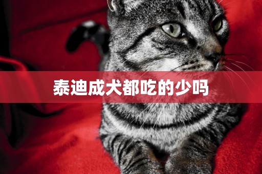 泰迪成犬都吃的少嗎