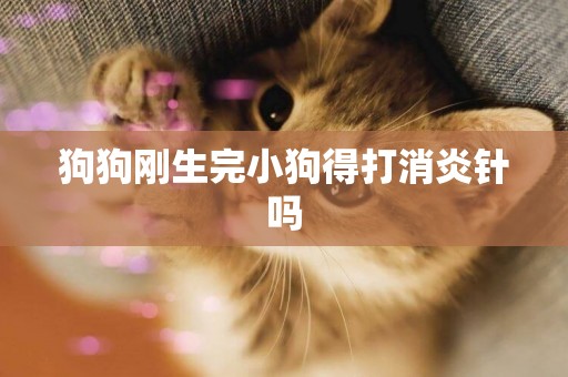 狗狗剛生完小狗得打消炎針嗎
