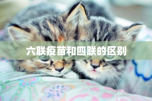 六聯疫苗和四聯的區別