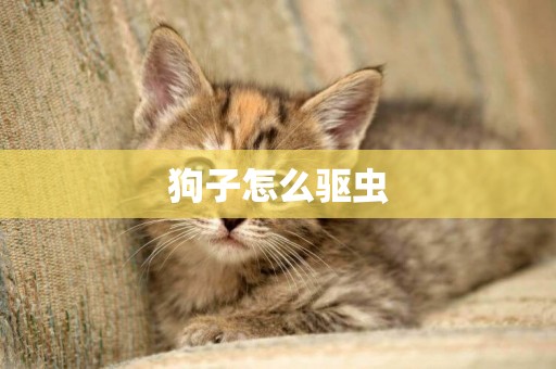 狗子怎么驅蟲