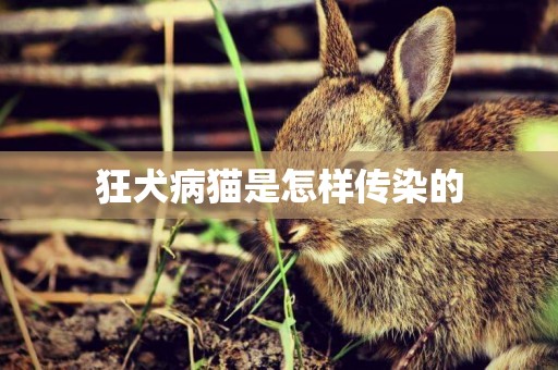 狂犬病貓是怎樣傳染的